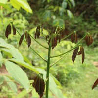 Hevea brasiliensis (Willd. ex A.Juss.) Müll.Arg.